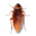 Cockroaches on Desktop(桌面蟑螂) V1.1 绿色版