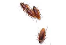 Cockroaches on Desktop(桌面蟑螂) V1.1 绿色版
